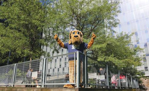 Bloodhound mascot outdoors